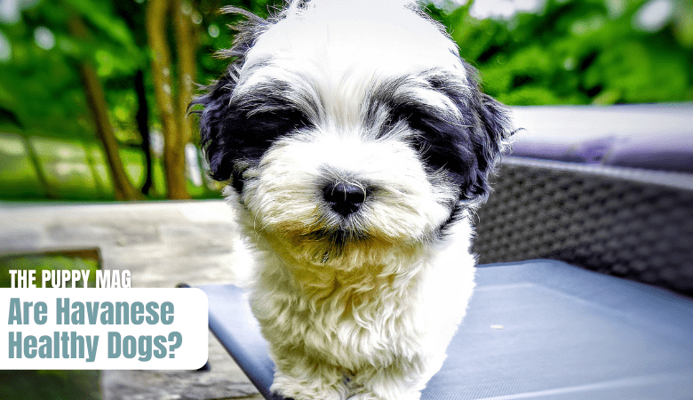 are-havanese-healthy-dogs