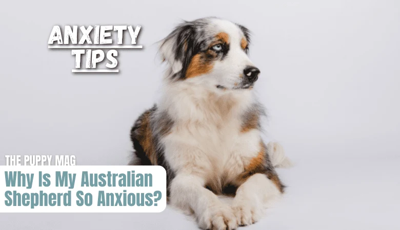 australian-shepherd-anxiety