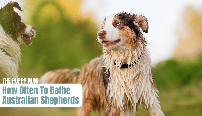 bathing-australian-shepherds