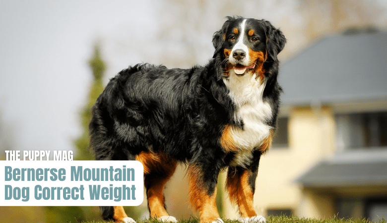 bernese-mountain-dog-overweight-or-underweight