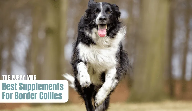 border-collie-supplement