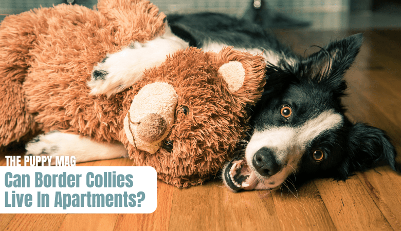 can-border-collies-live-in-apartments