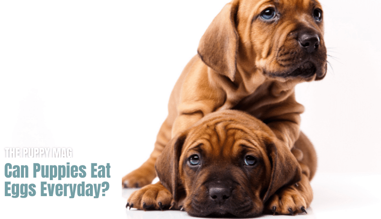 can-puppies-eat-eggs-everyday