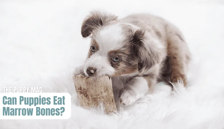 can-puppies-eat-marrow-bones