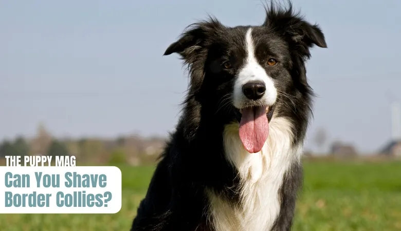 can-you-shave-border-collies