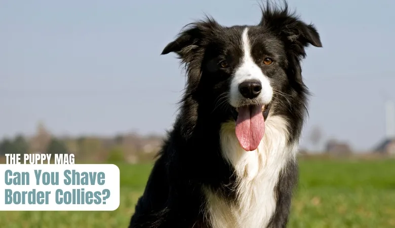 Shaved border clearance collie