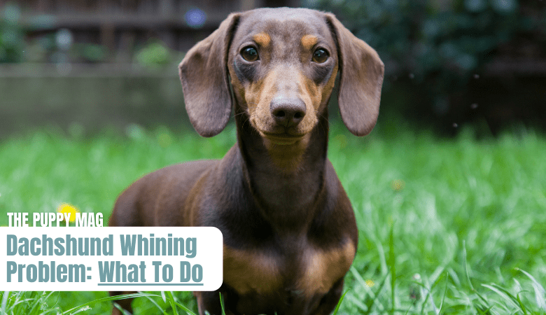 dachshund-whining