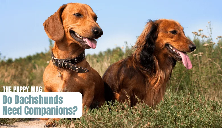 do-dachshunds-need-companions