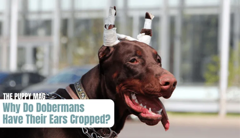 doberman-ear-cropping