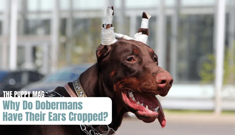 doberman-ear-cropping
