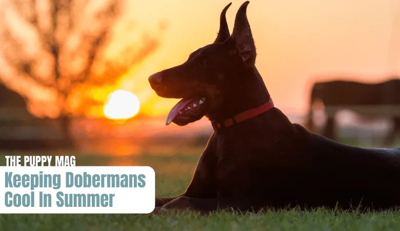 doberman hot weather