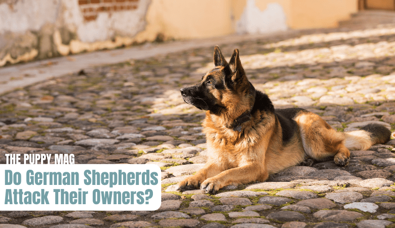 german-shepherd-attack-owner