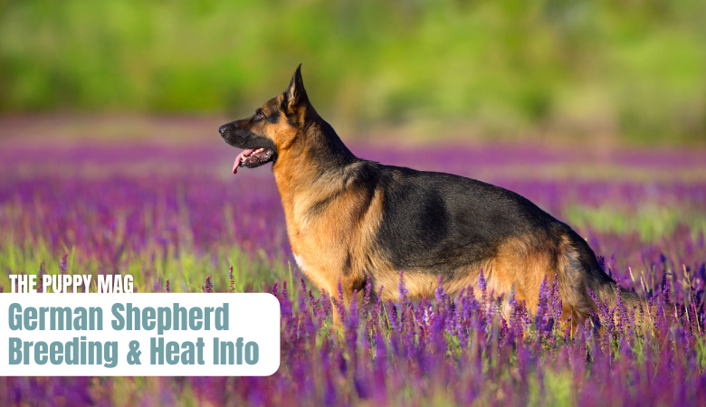 german-shepherd-breeding-heat-information