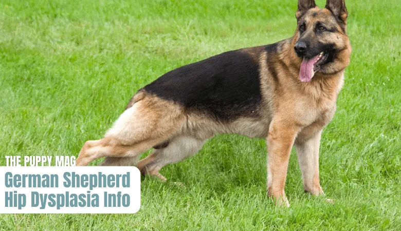 german-shepherd-hip-Dysplasia