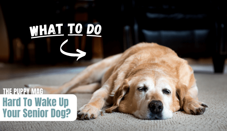 getting-hard-to-wake-up-senior-dog