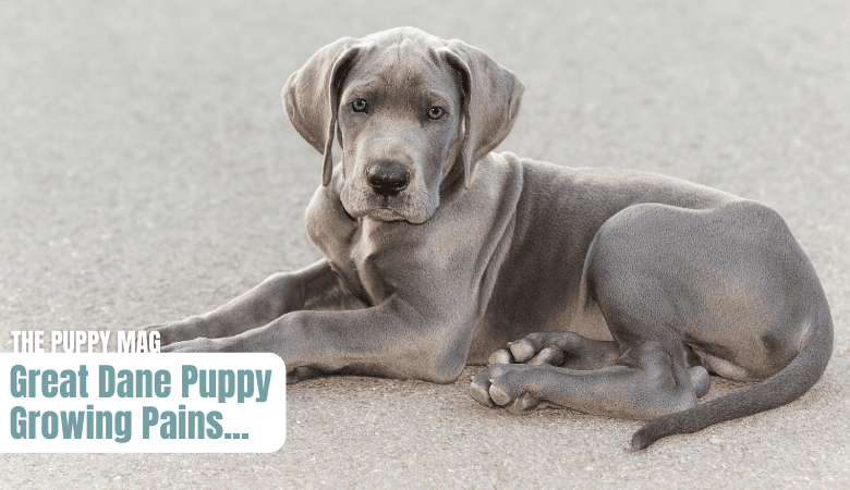 great-dane-puppy-growing-pains