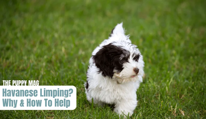 havanese-limping