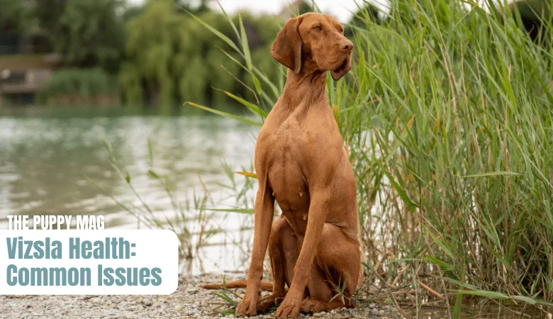 health-issues-in-vizslas