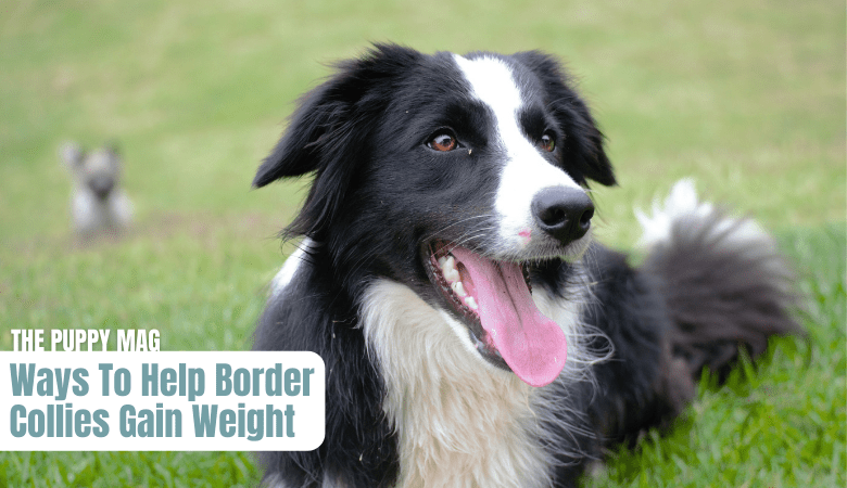 help-border-collie-gain-weight
