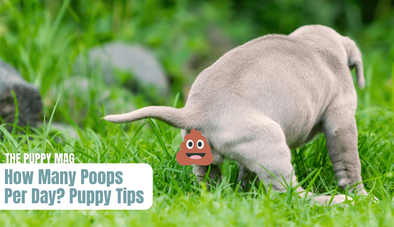 why is puppy pooping so much