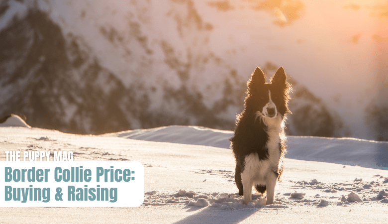 how-much-do-border-collies-cost