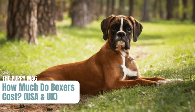 how-much-do-boxer-dogs-cost