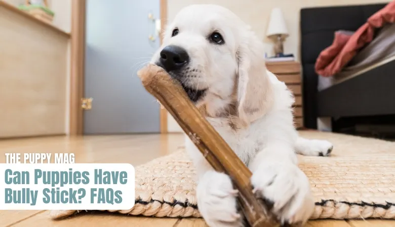 Keeping Your Puppy Busy: The Benefits of Bully Sticks — Golden