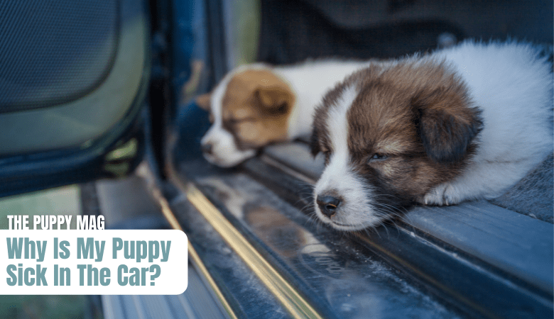puppy-car-sickness