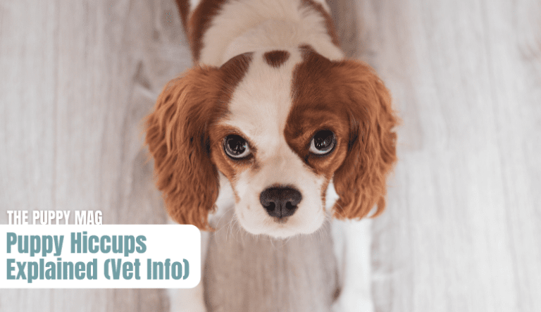 puppy-hiccups-explained