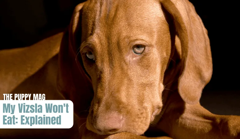 vizsla-wont-eat