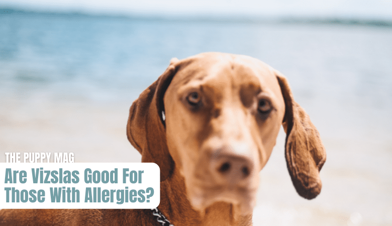 vizslas-pet-allergy-hypoallergenic