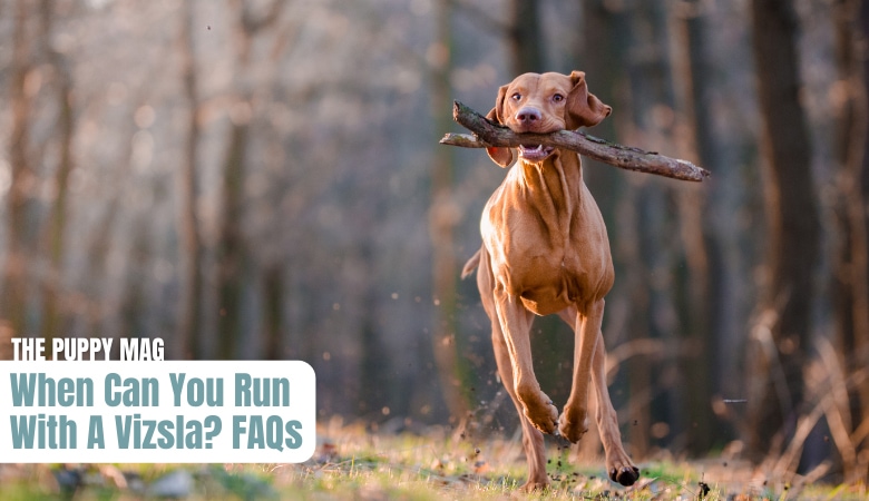 when-can-you-start-running-with-a-vizsla