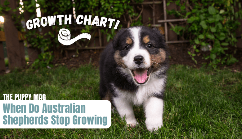 when-do-australian-shepherds-stop-growing
