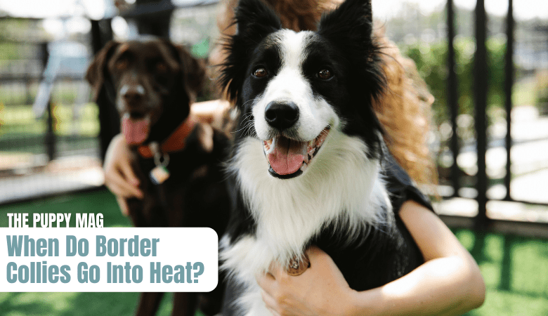 how many times does a dog go into heat