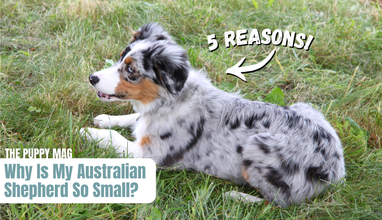 why-is-my-australian-shepherd-so-small