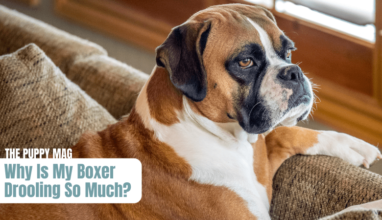 why-is-my-boxer-drooling