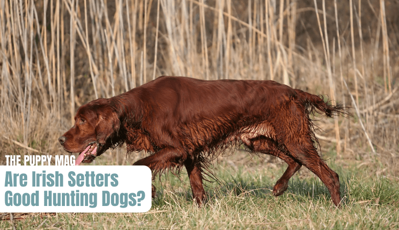 are-irish-setters-good-hunting-dogs