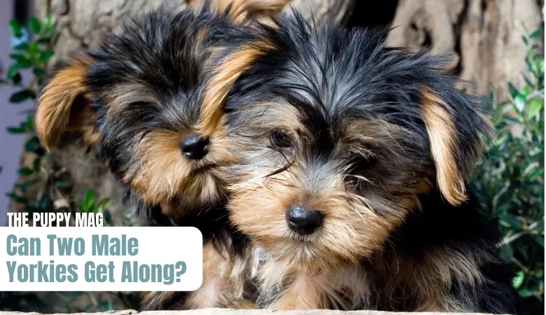 can-two-male-yorkies-get-along
