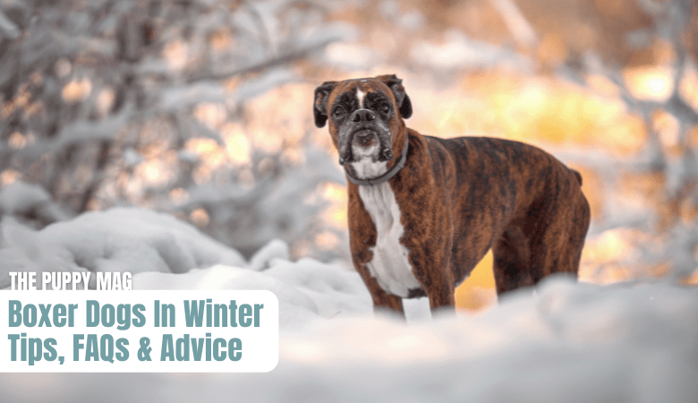 do-boxer-dogs-handle-cold-weather