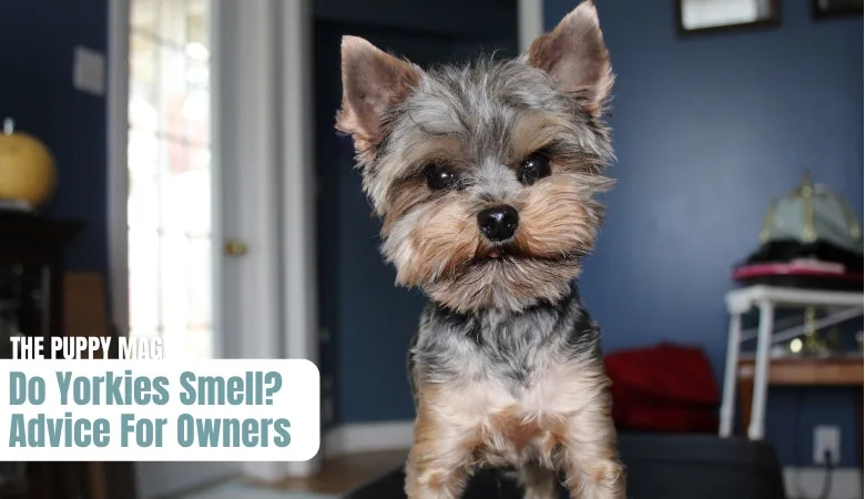 do-yorkies-smell