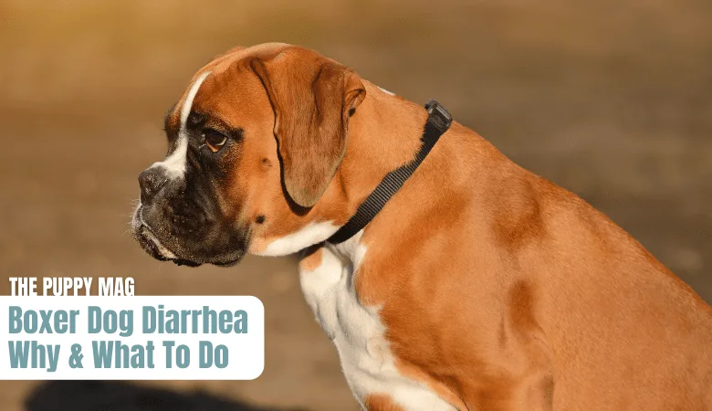 why-does-my-boxer-dog-have-diarrhea