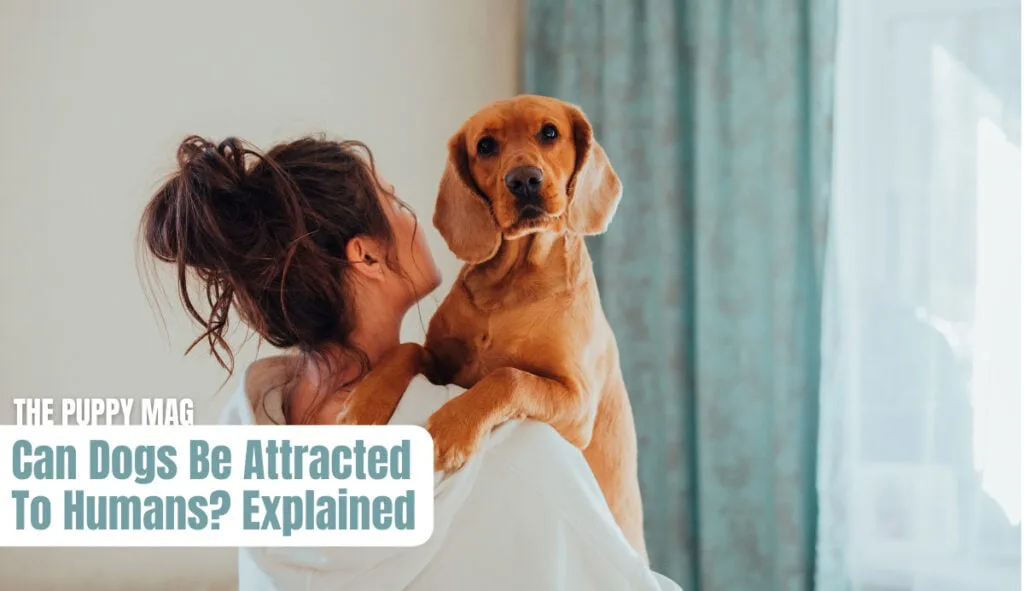 can-dogs-be-attracted-to-us