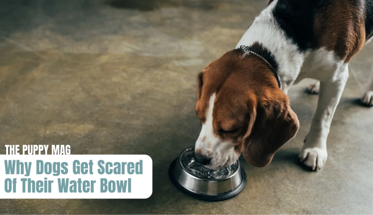 Why is this Oakland dog afraid of his water bowl?