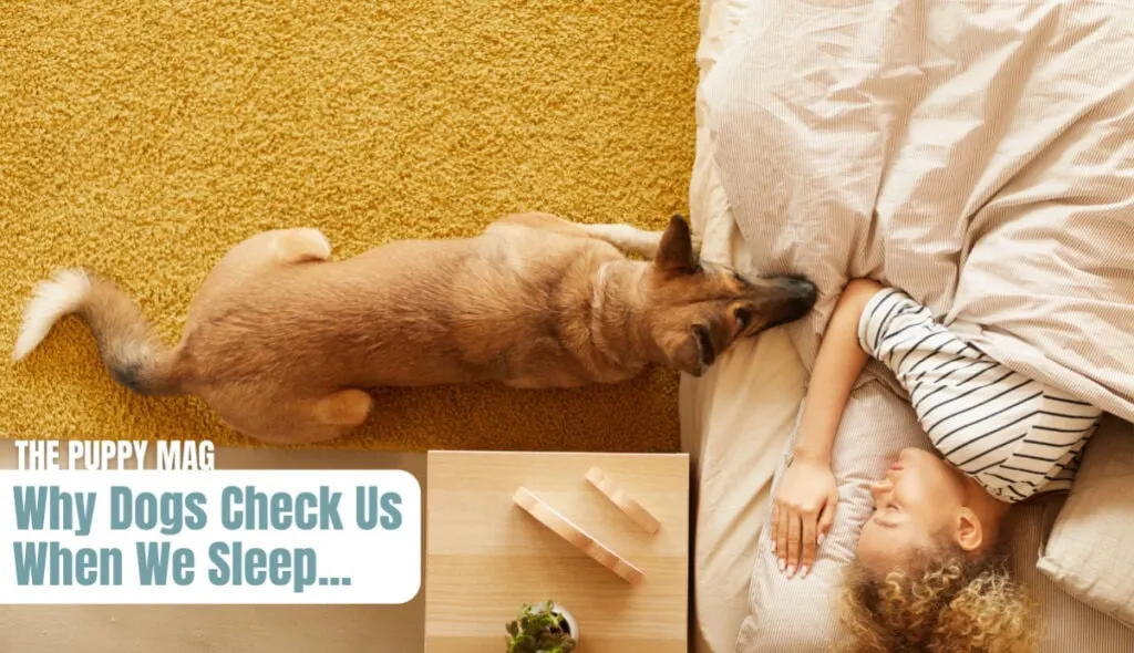 dogs-checking-us-when-we-sleep