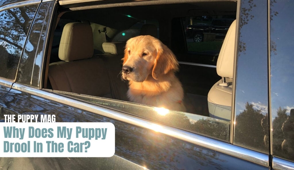 puppy in car