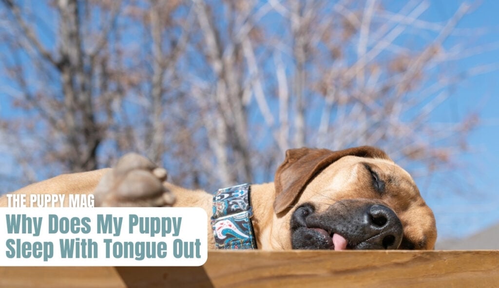 puppy-sleeping-with-tongue-out
