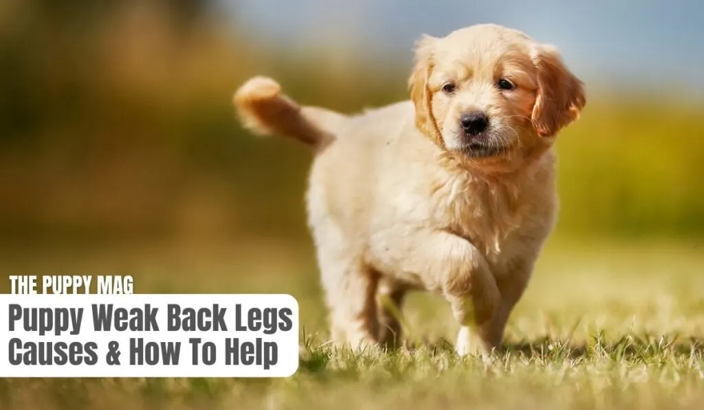 puppy has weak back legs