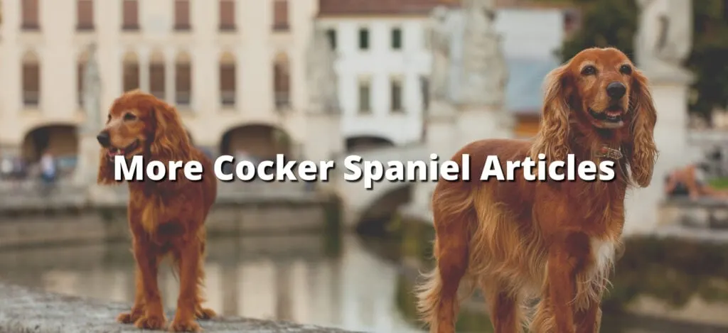 More-Cocker-Spaniel-Articles