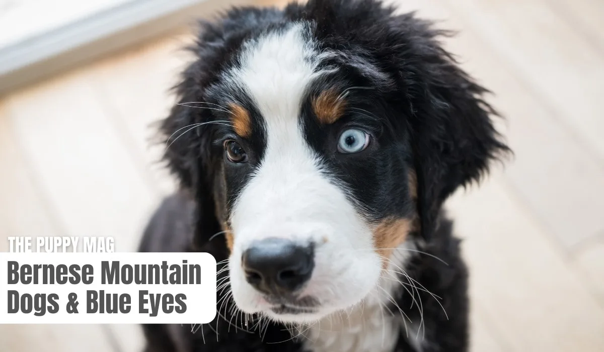 blue eyes bernese mountain dog
