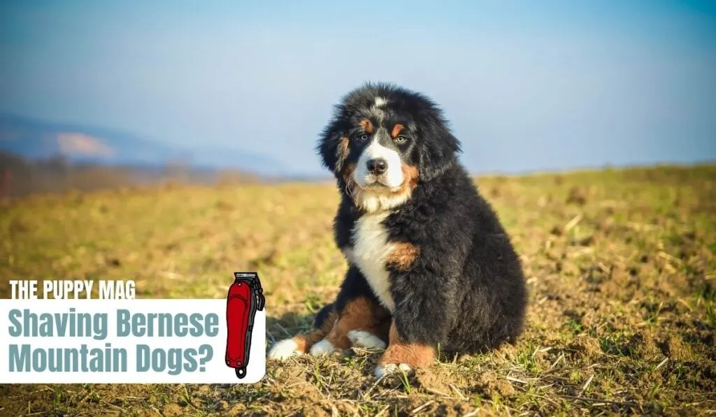 shaving bernese mountain dogs